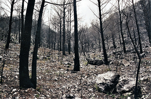 Bosque quemado